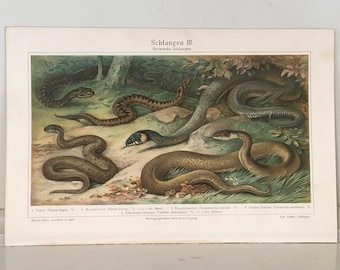 SNAKES, CROCODILES and LIZARDS　洋書　写真集 C .1894 SNAKE Print • Original Antique Print • Reptile