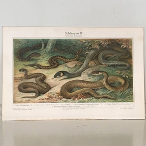 1894 SNAKE ANTIQUE LITHOGRAPH original antique reptile serpent print asp viper adder grass water snake colubrid racer image 1