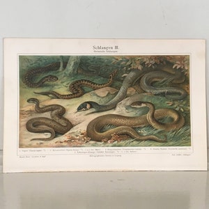 c .1894 SNAKE print • original antique print • reptile serpent print - asp viper adder grass water snake colubrid racer