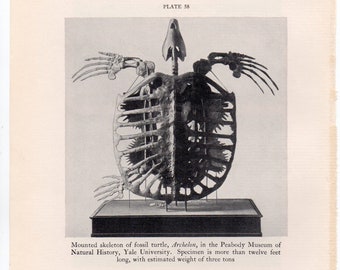 Archelon Etsy Archelon Etsy