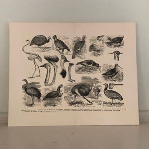 c. 1893 ANTIQUE BIRDS print - original antique animal print - wild animal print - ostrich cassowary ibis woodcock bustard snipe nandu peewit