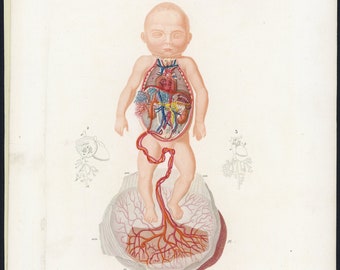 Buy Baby Anatomy Online In India - Etsy India Buy Baby Anatomy Online In India - Etsy India