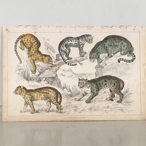 c. 1856 WILD CATS lithograph •  original antique print • African animal • safari • hand colored • Goldsmith • leopard, clouded tiger, ocelot