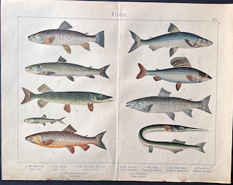 c.1890 LÁMINA ANTIGUA DE PECES • Impresión antigua original • Impresión de peces • Vida marina • Vida marina • Salmón • Impresión de pesca
