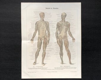 1860年 顔面、体幹、腕、足の筋肉 – 人体解剖図鑑より手彩色鋼版画