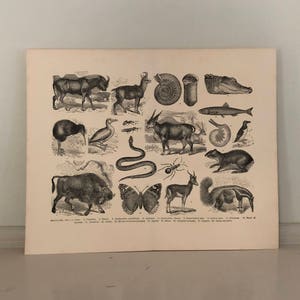 Puede incluir: Una ilustración vintage en blanco y negro de varios animales, incluyendo un bisonte, un ciervo, un pájaro, un pez, una serpiente, una araña, una ardilla y un oso hormiguero. La ilustración está sobre un fondo blanco.