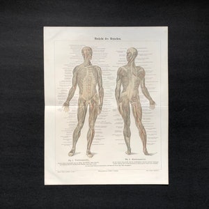 c.1894 HUMAN MUSCLES lithograph • original antique print •  muscular system print - medical body anatomy lithograph