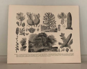 c. 1893 CONIFERAE lithograph - original antique print - antique botanical print - conifer print - plant print - evergreen - pine needles