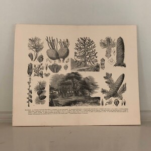 c. 1893 Litografía CONIFERAE - impresión antigua original - impresión botánica antigua - impresión de coníferas - impresión de plantas - árboles de hoja perenne - agujas de pino