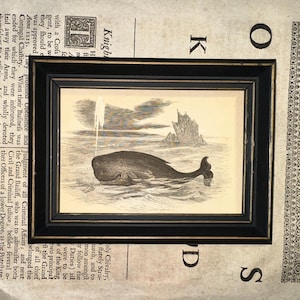 SPERM WHALE engraving c.1853 • original antique print • toothed whale • cachalot whale print • Cetacea print