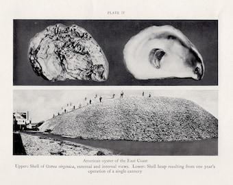 c. 1934 OYSTER SHELLS lithograph - vintage marine life print - ocean print - sea life - photo lithograph - American oyster of the East Coast