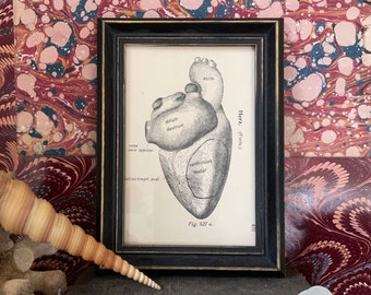 c. 1900 FRAMED HEART print • original antique print • human anatomy print • medical illustration • Valentine decor • cardiology print