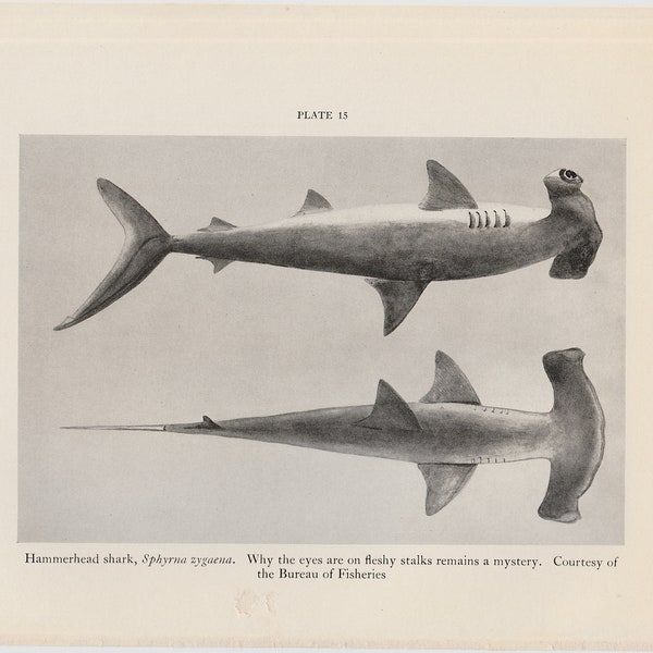 c. 1934 HAMMERHEAD SHARK lithograph - original vintage print - vintage fish print - cephalofoil print - Smooth Hammerhead Shark