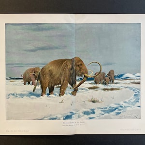 c. 1900 WOLLY MAMMOTH LITHOGRAPH - original antique print - animal dinosaur print