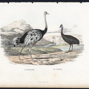 c. 1837 CASSOWARY & OSTRICH engraving • original antique print • hand colored • African bird print • large birds • flightless birds