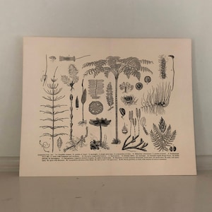 C. 1893 LÁMINA DE LYCOPODIACEAE - impresión antigua original - impresión botánica antigua - impresión de musgo - impresión de planta - licopodios