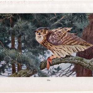 c. 1900 OWL lithograph - original antique print - ornithology print - antique bird of prey print - antique owl print - nocturnal bird print