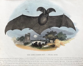 c. 1857 LONG EARED BAT engraving - original antique bat print - Halloween decor - Chiroptera - chauve souris print - Vampire bat