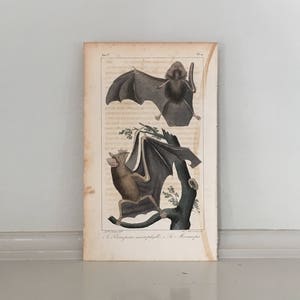 C. 1831 BATS engraving • original antique print • hand colored engraving • chiroptera print • Halloween decor • mouse tailed & mormops bats