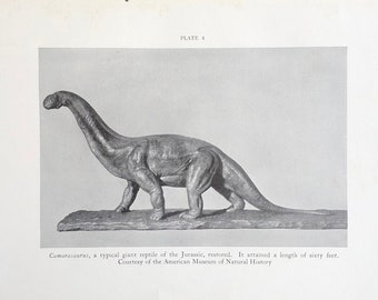 c. 1934 CAMARASAURUS print • originele vintage print • sauropods fossiele print • dinosaurusprint • paleontologieprint