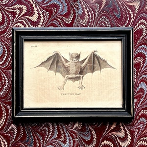 c.1800 PERUVIAN BAT engraving framed • original antique print • bats print • Halloween decor • chiroptera - chauve souris • ready to display