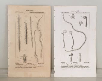 c. 1816 SEA LIFE PRINTS - set of 2 - antique marine animal prints - ocean life engraving by Turpin - Marine biology - microscopic sea life