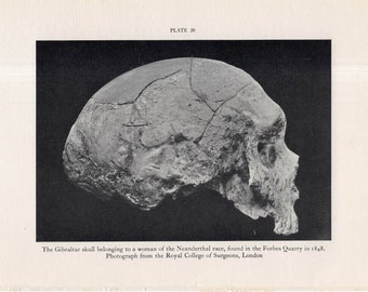 c. 1934 NEANDERTHAL SKULL print • original vintage print • prehistoric woman print • anatomy print • The Gibraltar Skull found in 1848