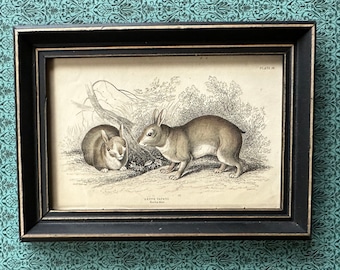 framed! c. 1845 HARE engraving • original antique print • rabbit print • bunny print • lepus print • Jardine print • Easter decor • rabbits