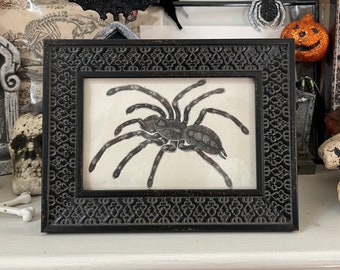 c. 1900 FRAMED TARANTULA lithograph • original antique print • arachnid  print • insect print • spider print • arachnophobia print • eek!
