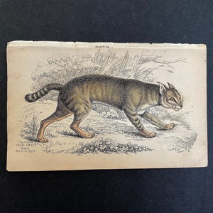 c. 1840 CHAUS or CHAUSIE engraving • original antique print • wild cat • animal print • a  native of Egypt • hybrid domesticated cat print