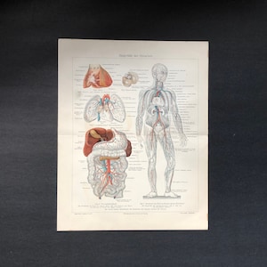 c. 1894 BLOOD CIRCULATION SYSTEM lithograph - original antique anatomy print - blood vessels in the human body - human anatomy print