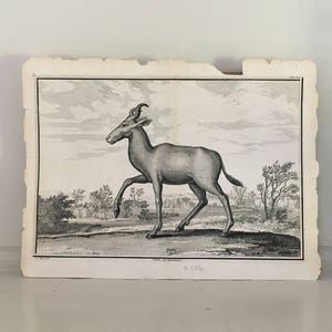 c. 1733 BARBARY COW PRINT - hartebeest antelope - rare original antique african animal print - cow engraving - vache de barbarie