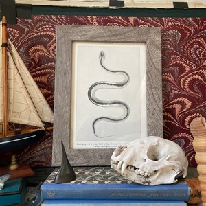 May include: A framed black and white illustration of a snake skeleton with the text "Radiograph of a reptilian snake, showing the bones which the largest reptile possesses". The frame is gray and has a white mat. The illustration is on a table with a skull, a seashell, and a model sailboat.