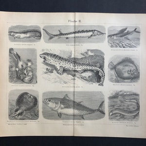 c. 1875 FISH lithograph • original antique print • sea life print • ocean print • fishes print • fishing print • ray sturgeon tuna turbot