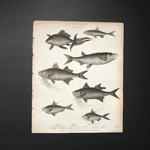 1809 ANTIQUE FISH ENGRAVING  sea life original antique ocean animal engraving print