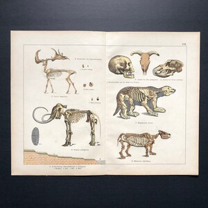 H. 1878 GROSSE DINOSAURIER FOSSILEN Druck - antiker prähistorischer Tierdruck - Diluvianische Landschaft - Duria Antiquior - Skelette - ausgestorben