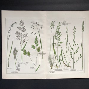 1880 年頃 - アンティーク植物プリント - オリジナルのアンティーク花プリント - ドイツの植物 - 植物学者向けガーデニングプリント - 草 - 草