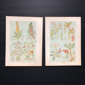 c. 1903 PLANTAS MEDICINALES grabados - grabados botánicos antiguos originales - grabados de medicina herbaria - litografías botánicas - juego de 2 - juego n.° 7