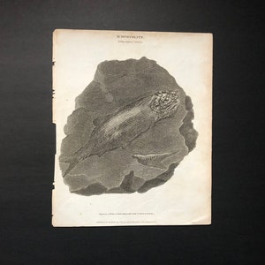 1809 FISH FOSSIL PRINT - original antique engraving - prehistoric fossilized fish