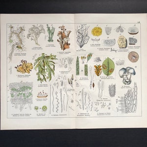 1880 年頃 MOSS & FUNGI リトグラフ - オリジナルのアンティーク花プリント - ドイツの植物学 - 植物学者向け園芸プリント• 植物病