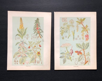 c. 1903 MEDICINAL PLANTS prints - original antique botanical prints - herbal medicine prints -  botanical lithographs - set of 2 - set #7
