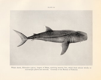 c. 1934 WHALE SHARK lithograph - original vintage print - vintage fish print - tropical shark print - the largest known fish