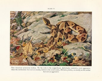 c. 1934 GIFTIGE SCHLANGEN Lithographie - original vintage Reptiliendruck - Amerikanische Giftschlangen - Kupferkopfschlangen & Korallenschlangen