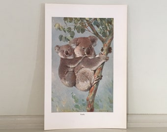 c. 1884 KOALA ANTIQUE PRINT - koala bear lithograph - original antique print - Australian animal print - marsupial animal print -