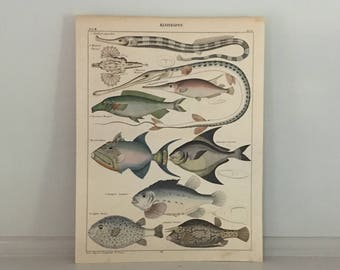 c. 1843 FISH PRINT - assortment original antique print funky sea life Lithograph - ocean print -