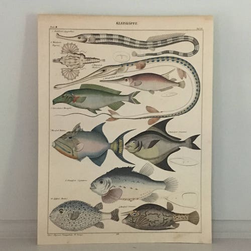 C. 1843 FISH PRINT - assortment original antique print funky sea life Lithograph - ocean shops print -