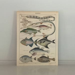 c. 1843 FISH PRINT - assortment original antique print funky sea life Lithograph - ocean print -