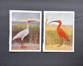 c. 1914 WHITE & SCARLET IBISES lithographs • set of 2 original antique prints • wading bird prints • ibis print • red ibis •