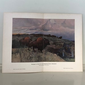 c. 1900 PALEOLITHIC BUFFALO lithograph • original antiqueprint •  prehistoric animal •  southern germany Magdalenian Period