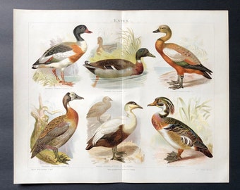 c. 1894 DUCKS lithograph • original antique print • game bird print • waterbird print • waterfowl print